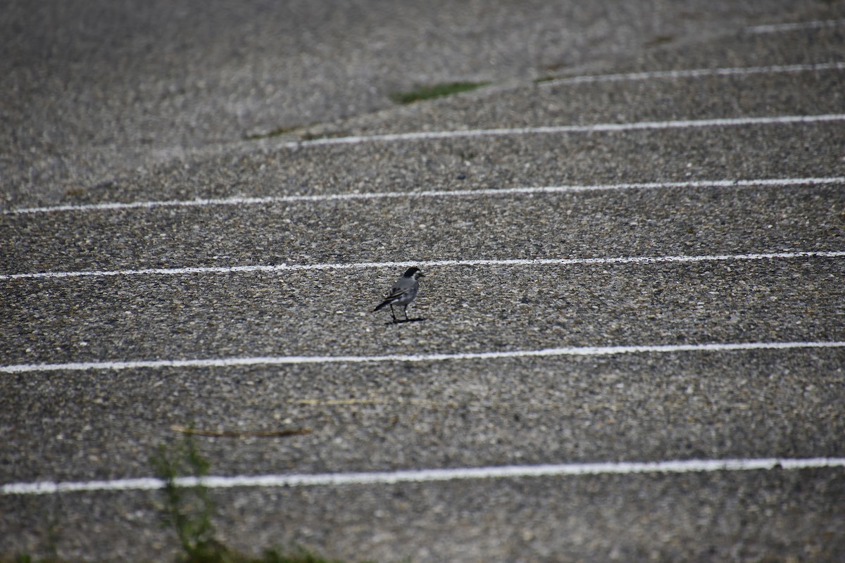 White Wagtail - ML641857337