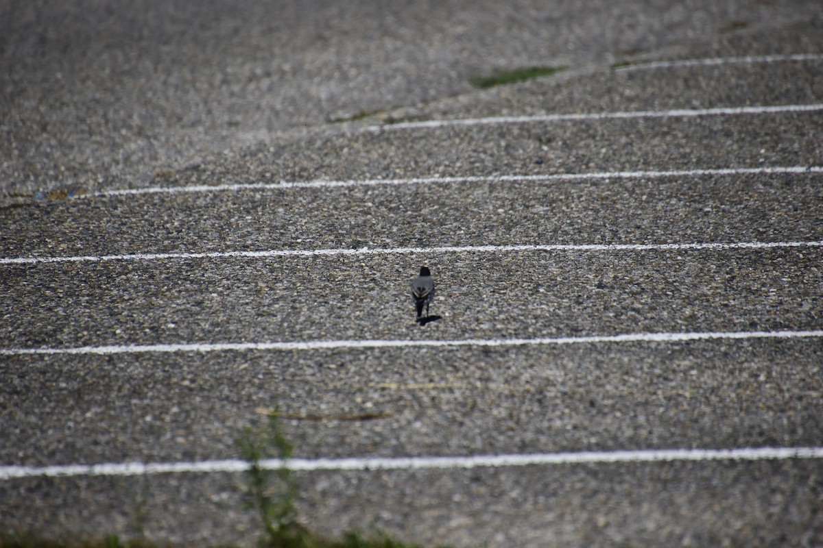 White Wagtail - ML641857339