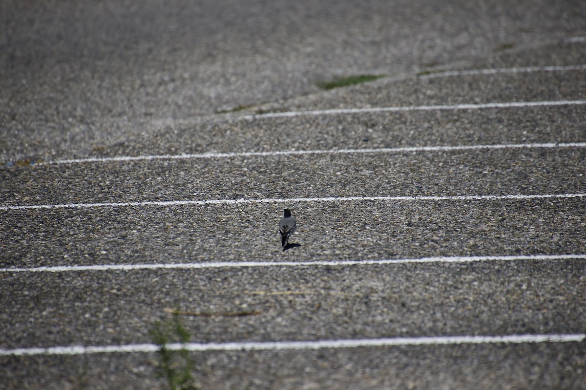 White Wagtail - ML641857340
