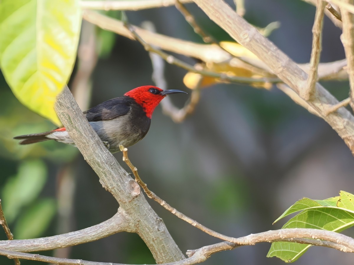 Red-headed Myzomela - ML641857373