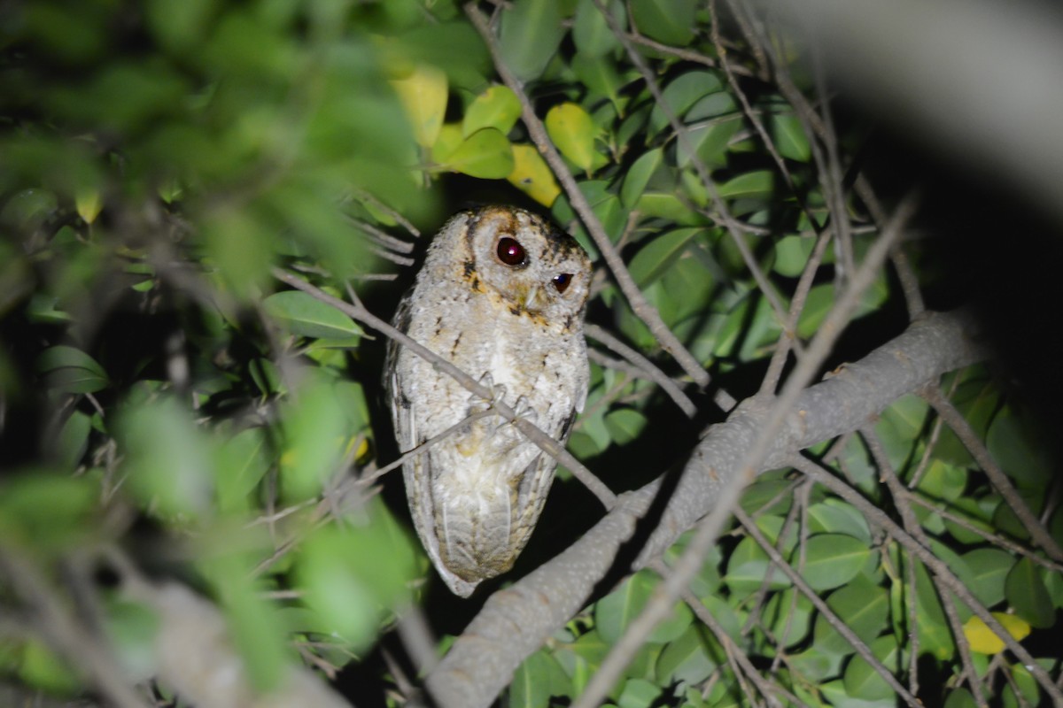Collared Scops-Owl - ML641857374