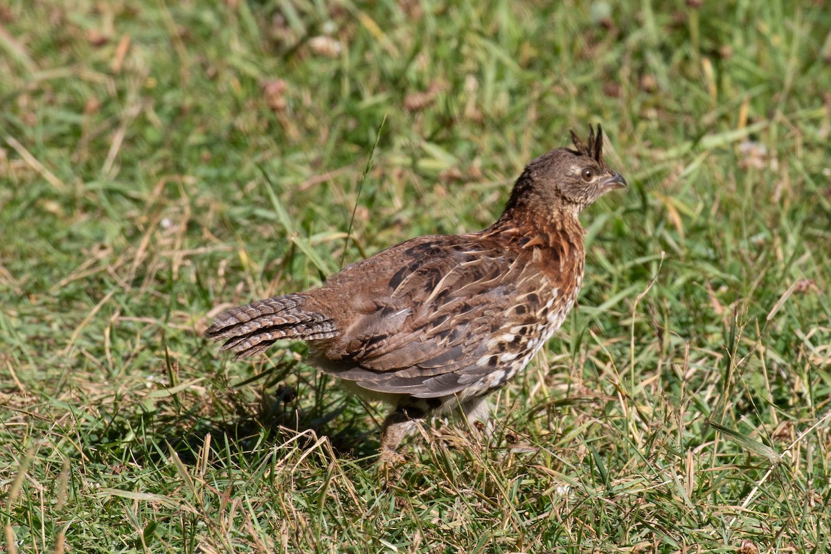 Gélinotte huppée - ML641857389