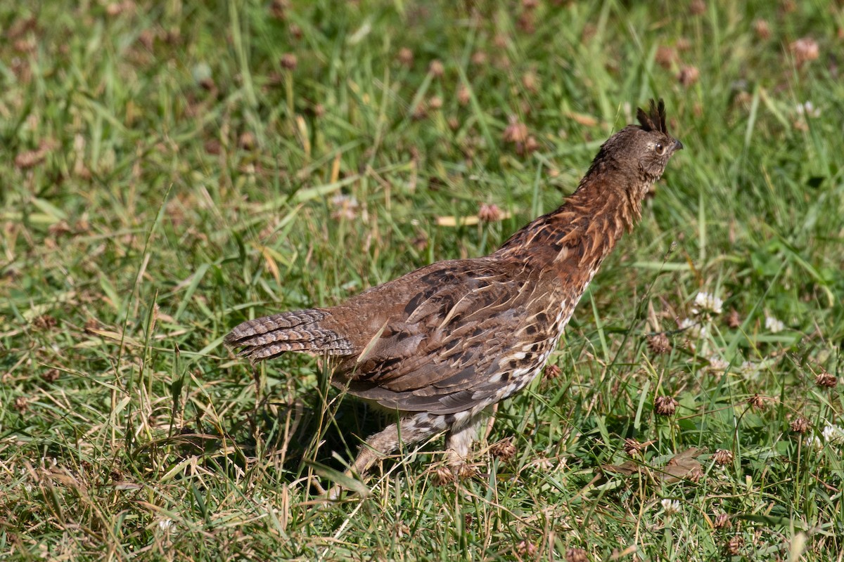 Gélinotte huppée - ML641857390