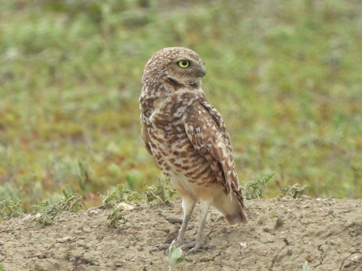 Burrowing Owl - ML641857397