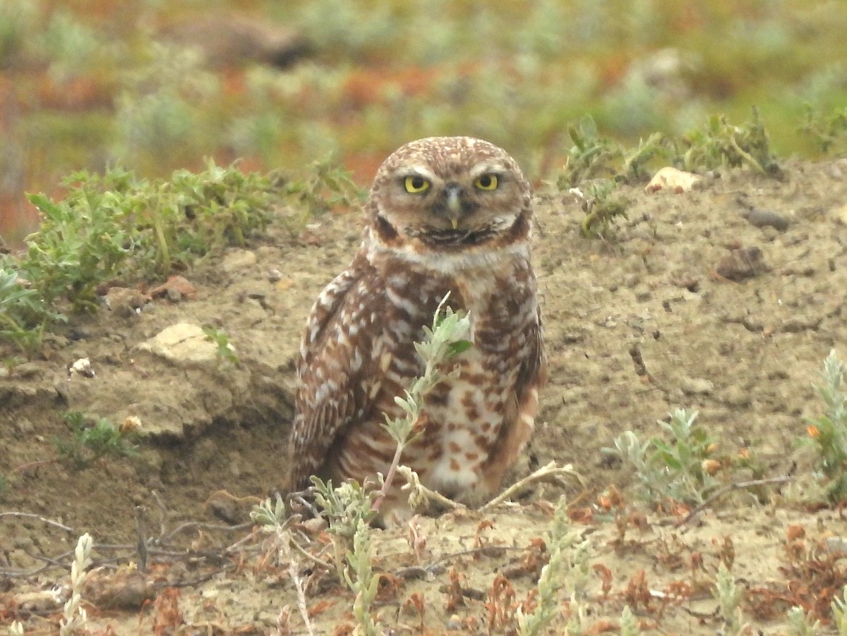 Burrowing Owl - ML641857399
