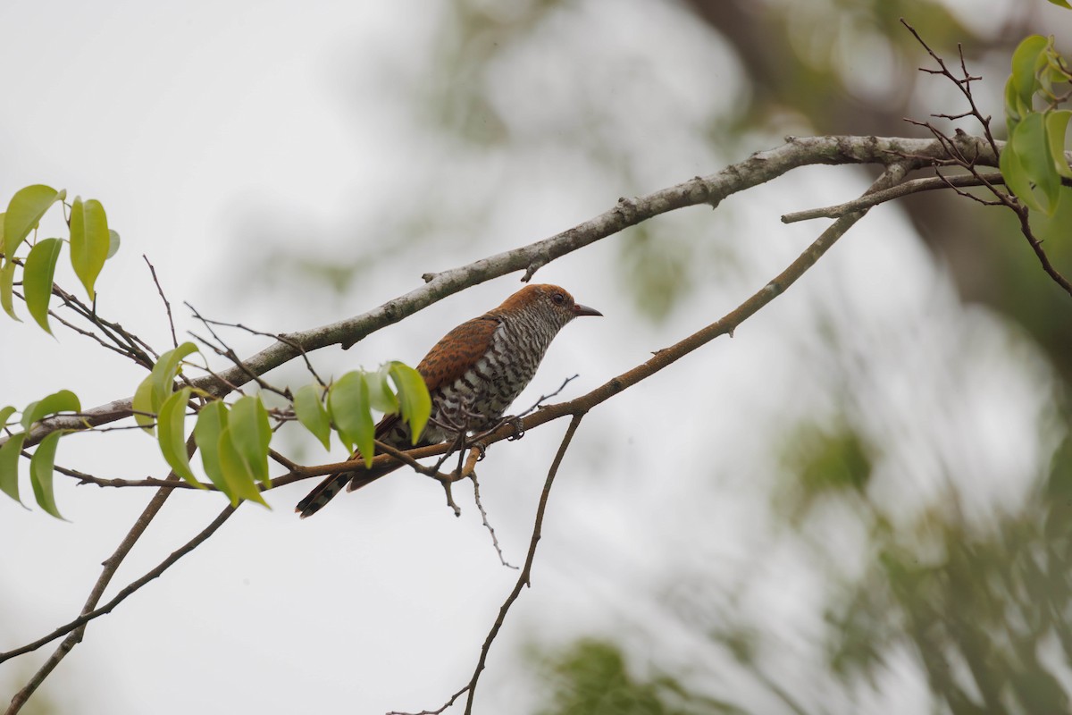 Violet Cuckoo - ML641857448