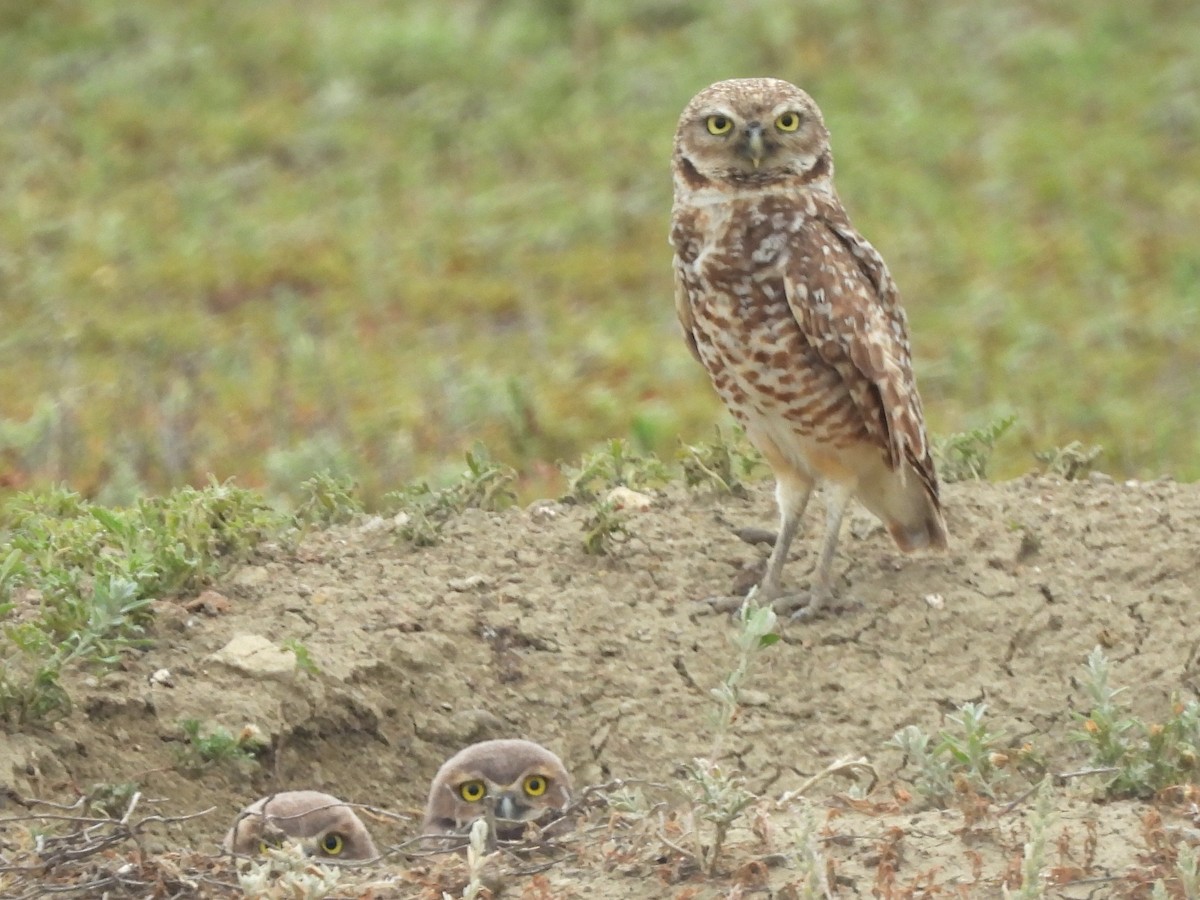 Burrowing Owl - ML641857449