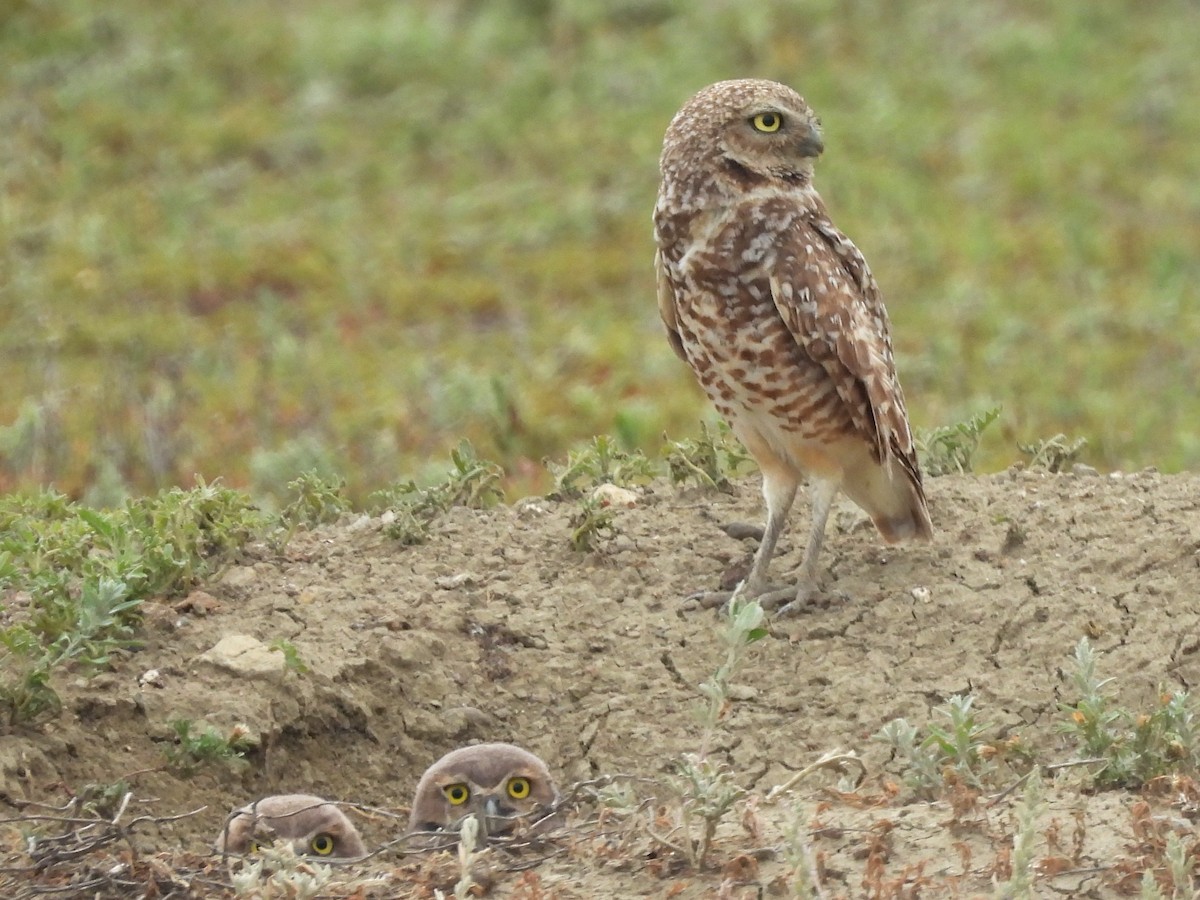 Burrowing Owl - ML641857450