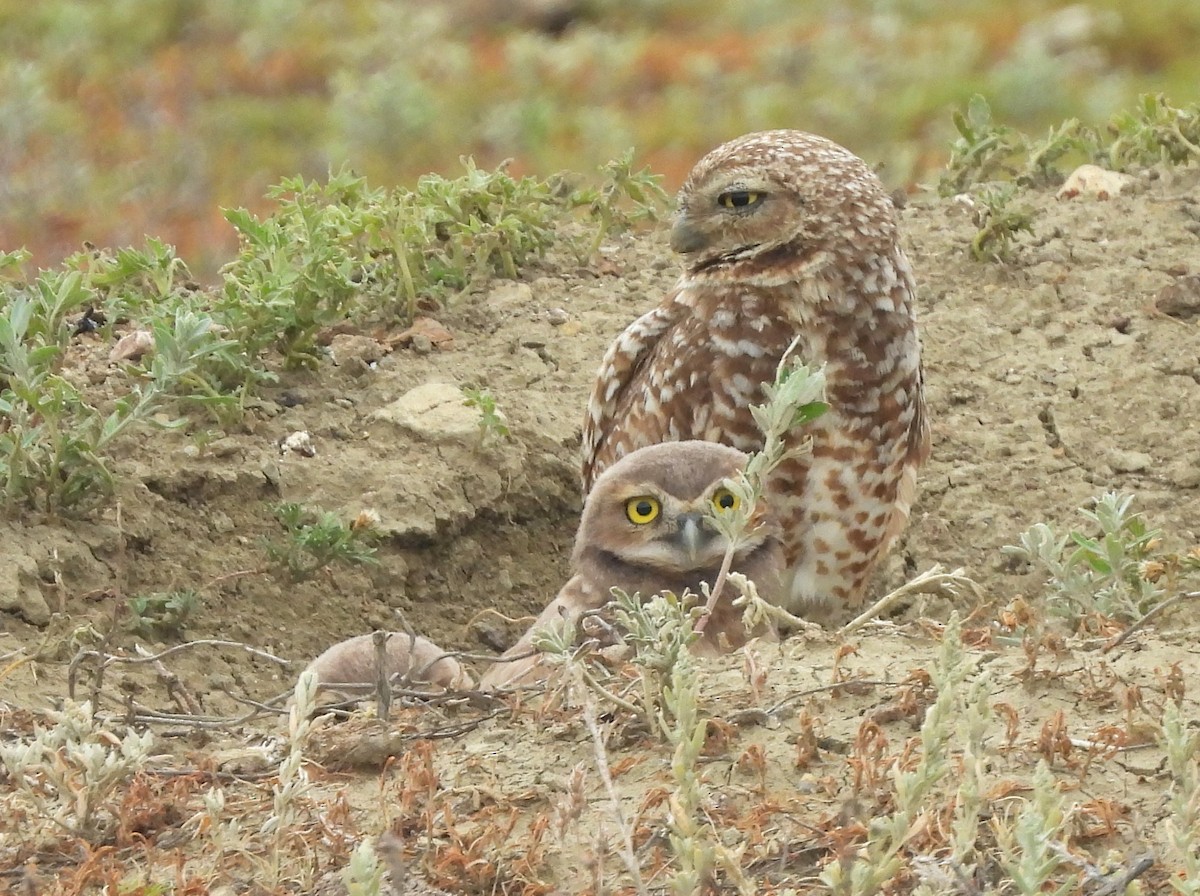Burrowing Owl - ML641857451