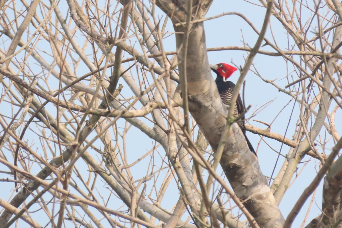 Crimson-crested Woodpecker - ML641857453