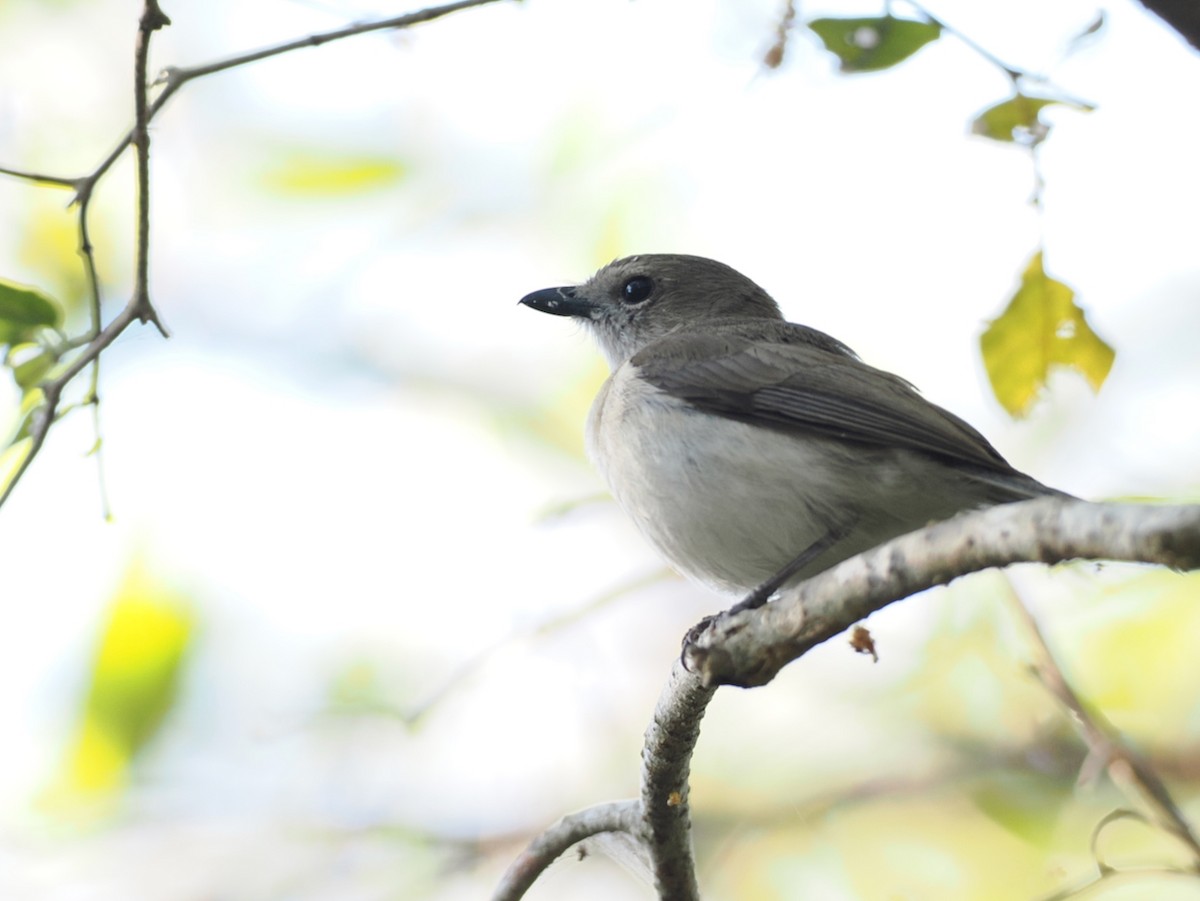Gray Whistler - ML641857473