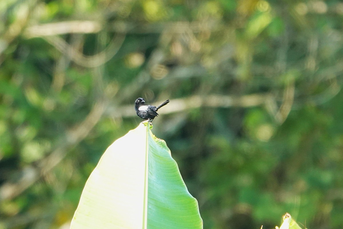 White-shouldered Fairywren - ML641857475