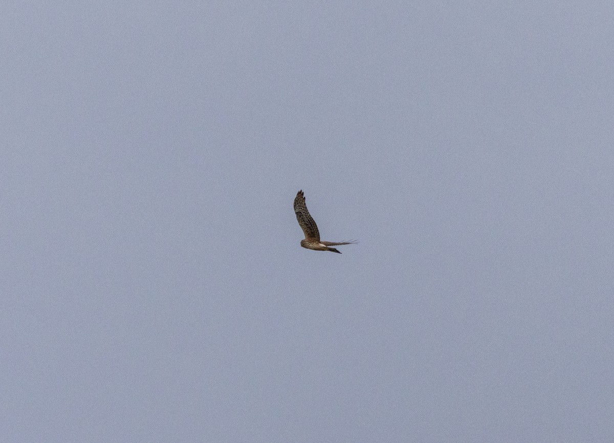 Mirotz zuri eurasiarra - ML641857506
