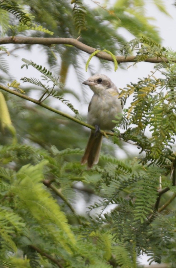 Bay-backed Shrike - ML641857507