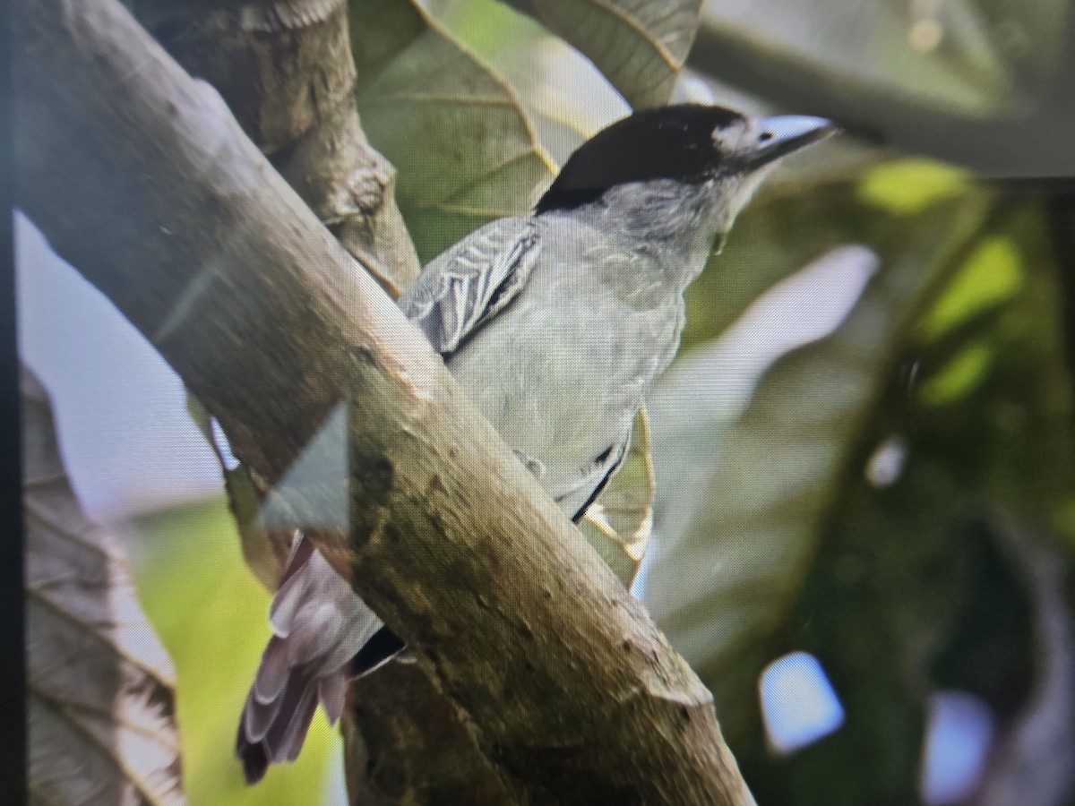 Cinereous Becard - ML641857521