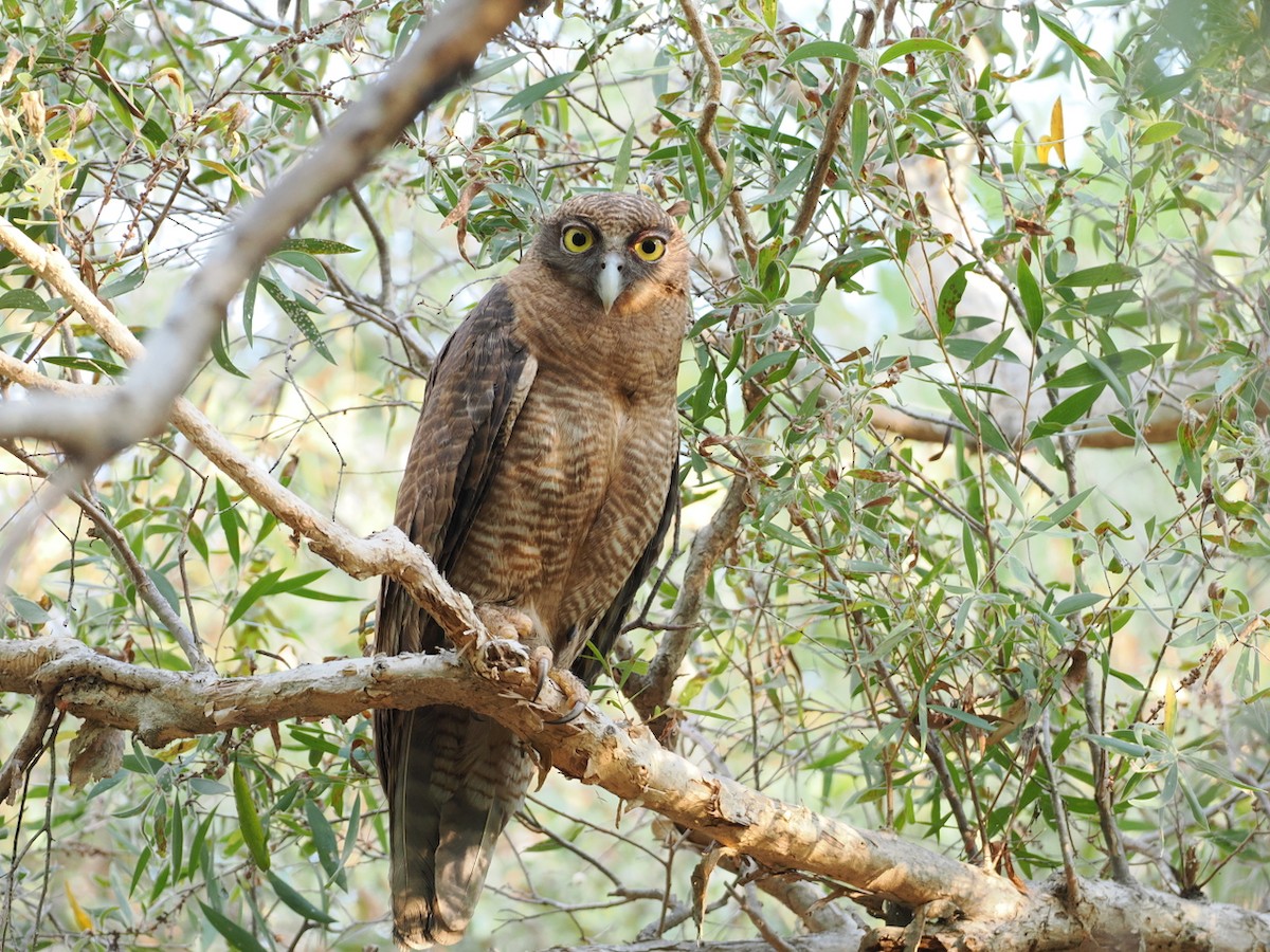 Rufous Owl - ML641857522