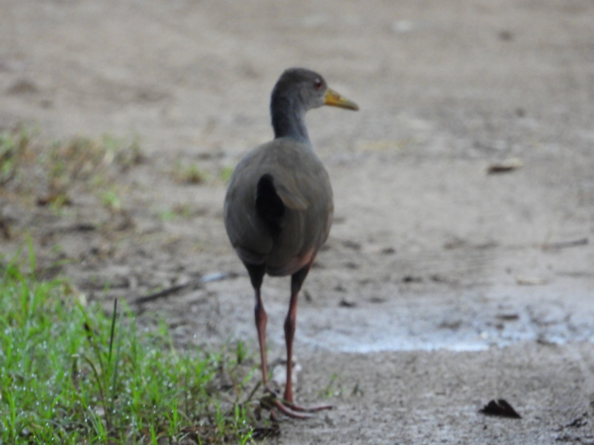 Gray-cowled Wood-Rail - ML641857525