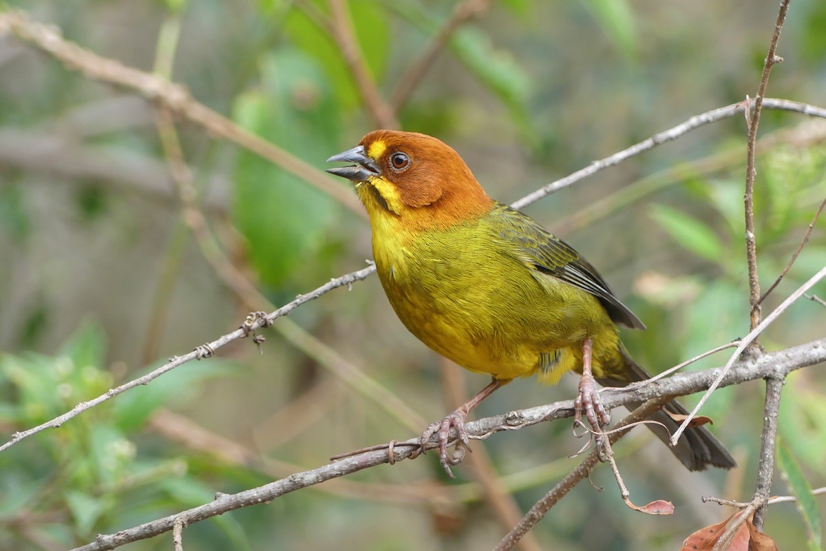 Fulvous-headed Brushfinch - ML641857541