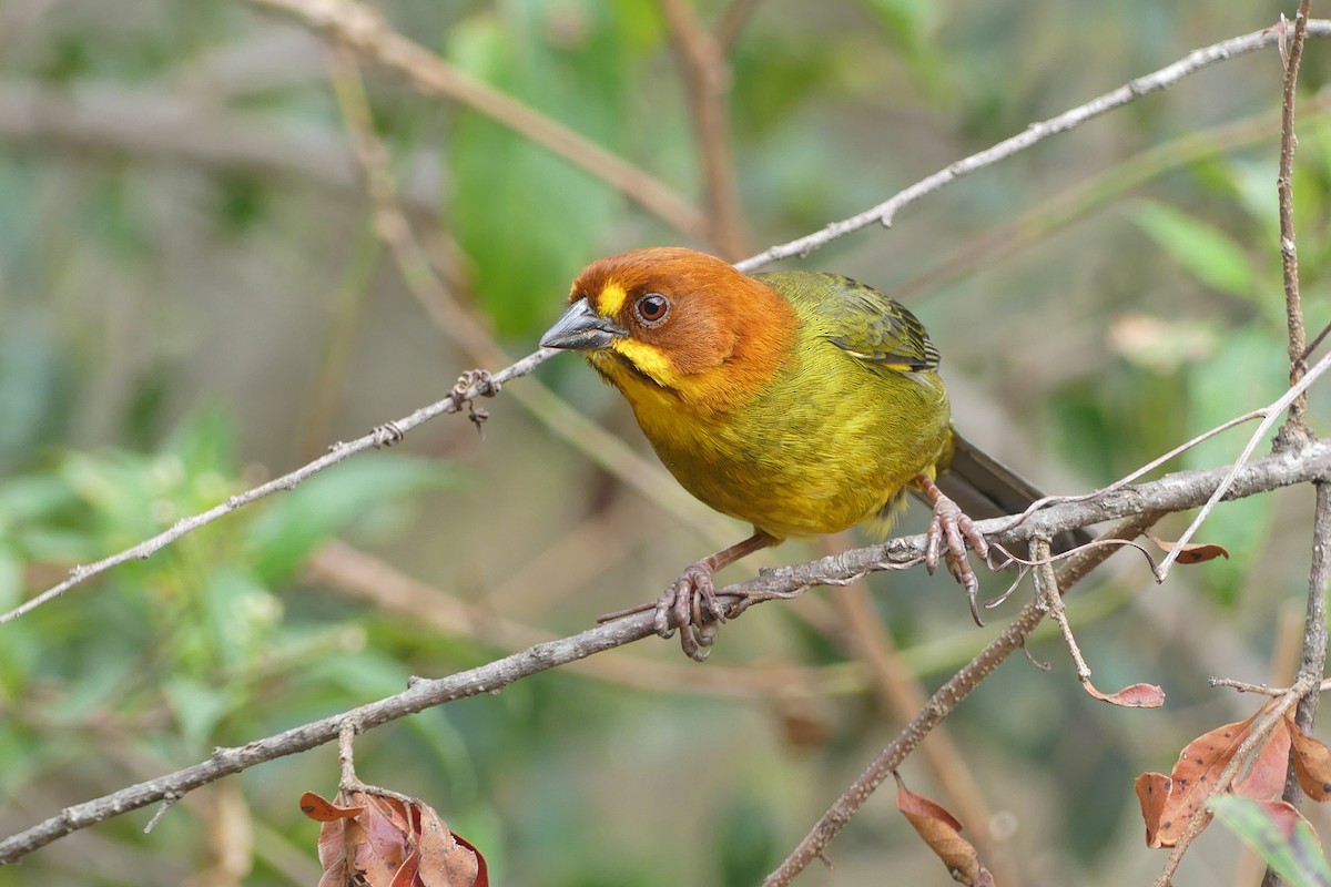 Fulvous-headed Brushfinch - ML641857542