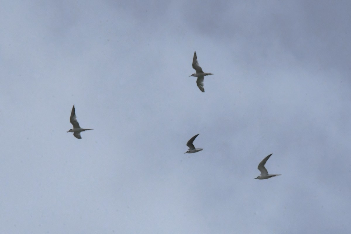 Common Tern - ML641857574
