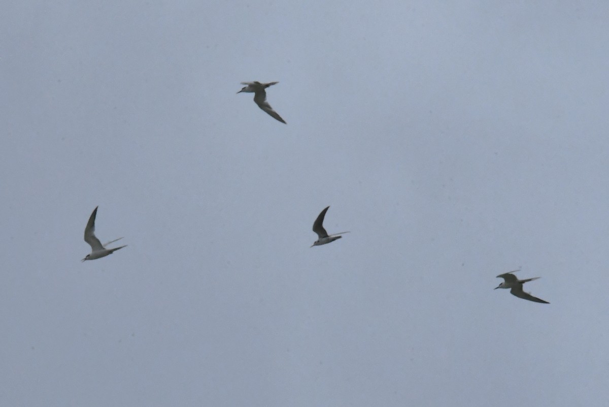 Common Tern - ML641857576