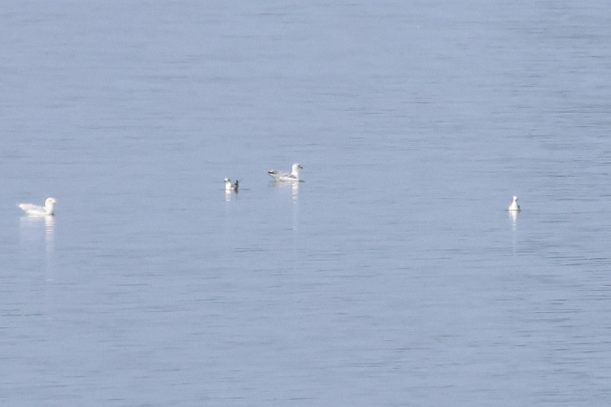 gull sp. - ML641857588