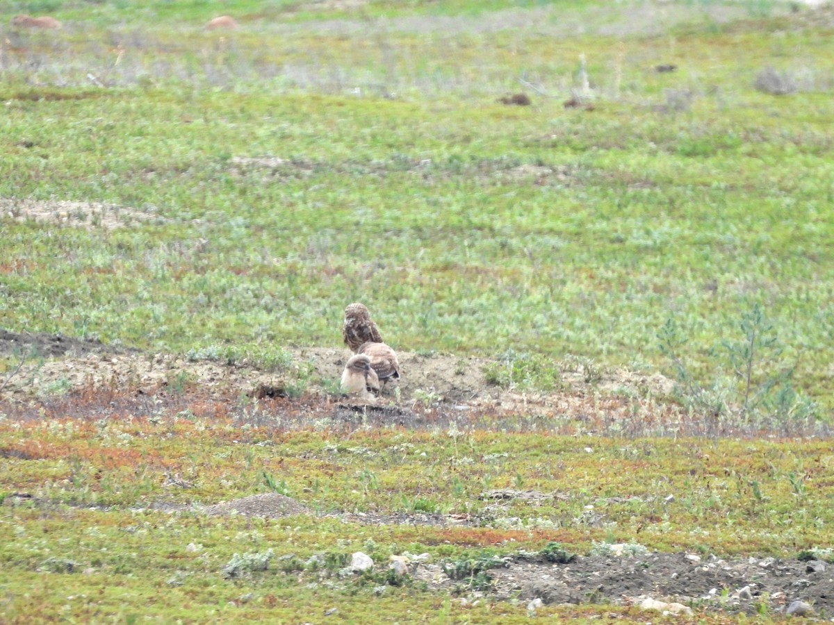 Burrowing Owl - ML641857590