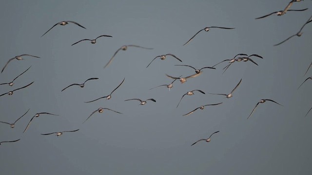 Common Tern - ML641857632