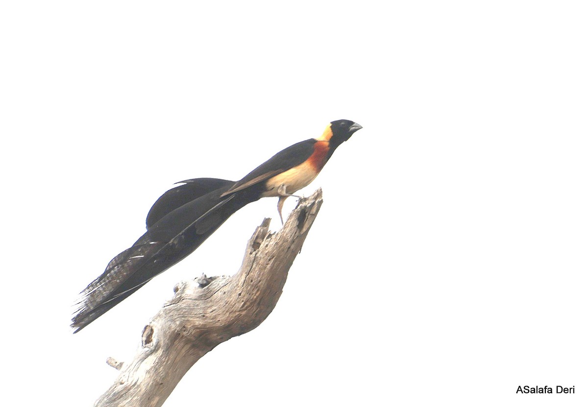 Broad-tailed Paradise-Whydah - ML641857682