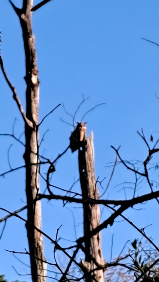 Great Horned Owl - ML641857693