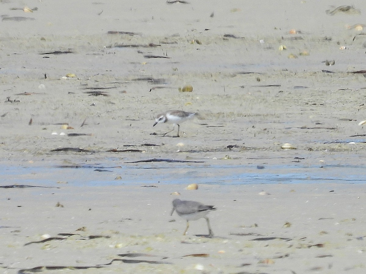 Greater Sand-Plover - ML641857724