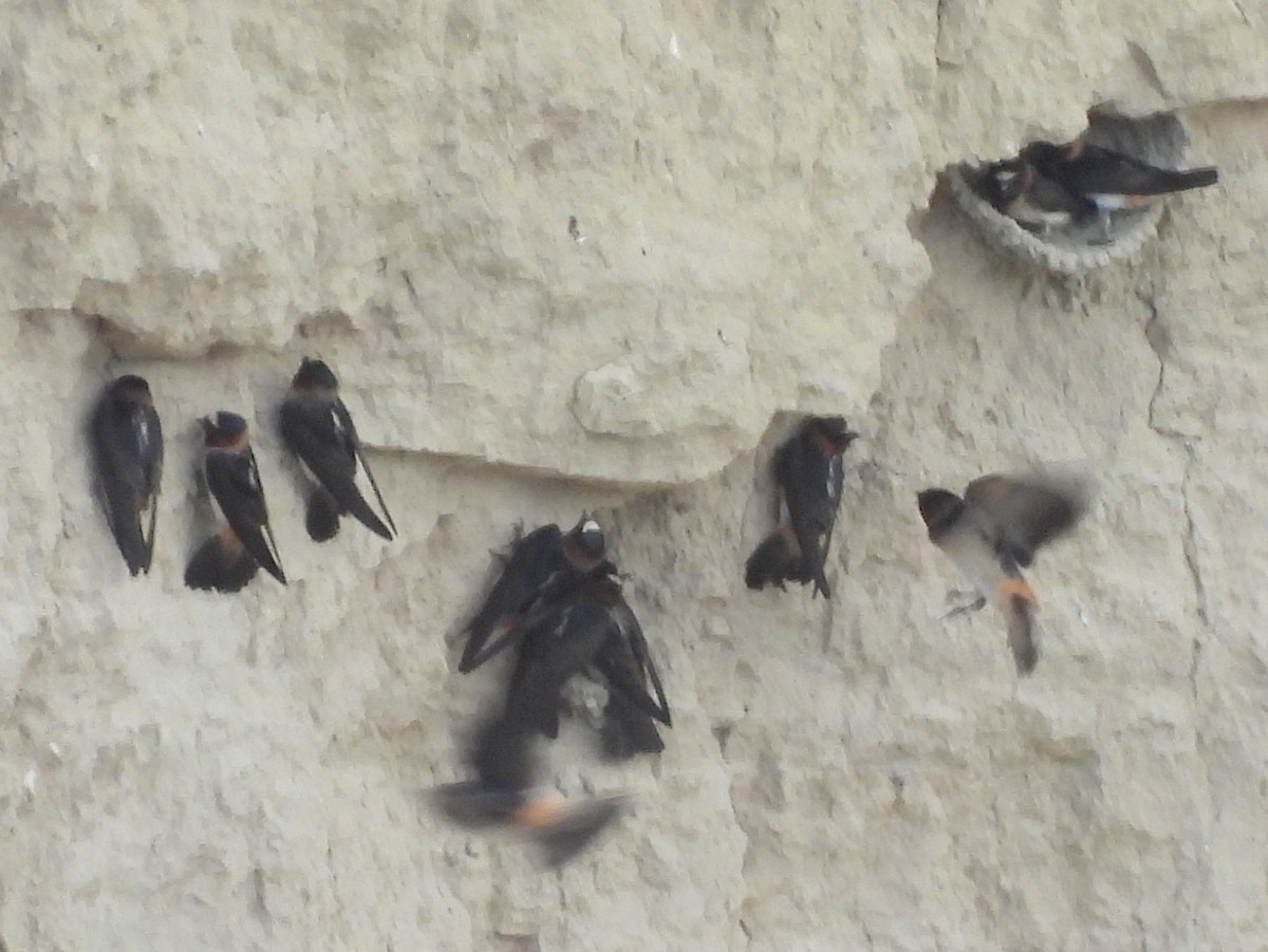 Cliff Swallow (pyrrhonota Group) - ML641857725