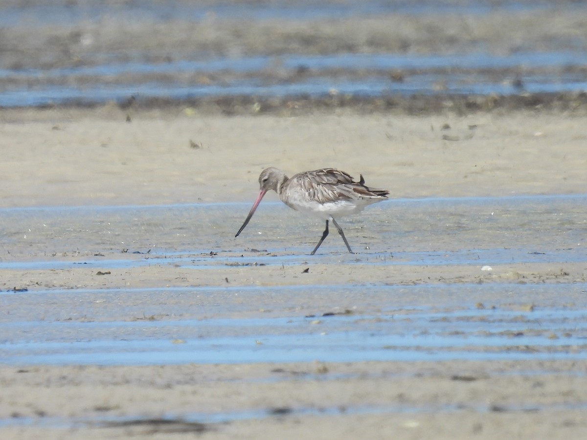 Bar-tailed Godwit - ML641857744