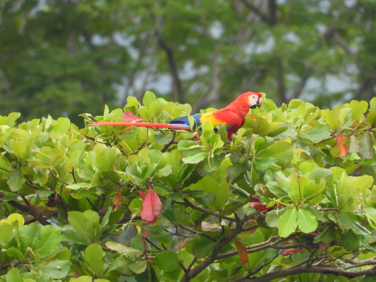 Scarlet Macaw - ML641857758