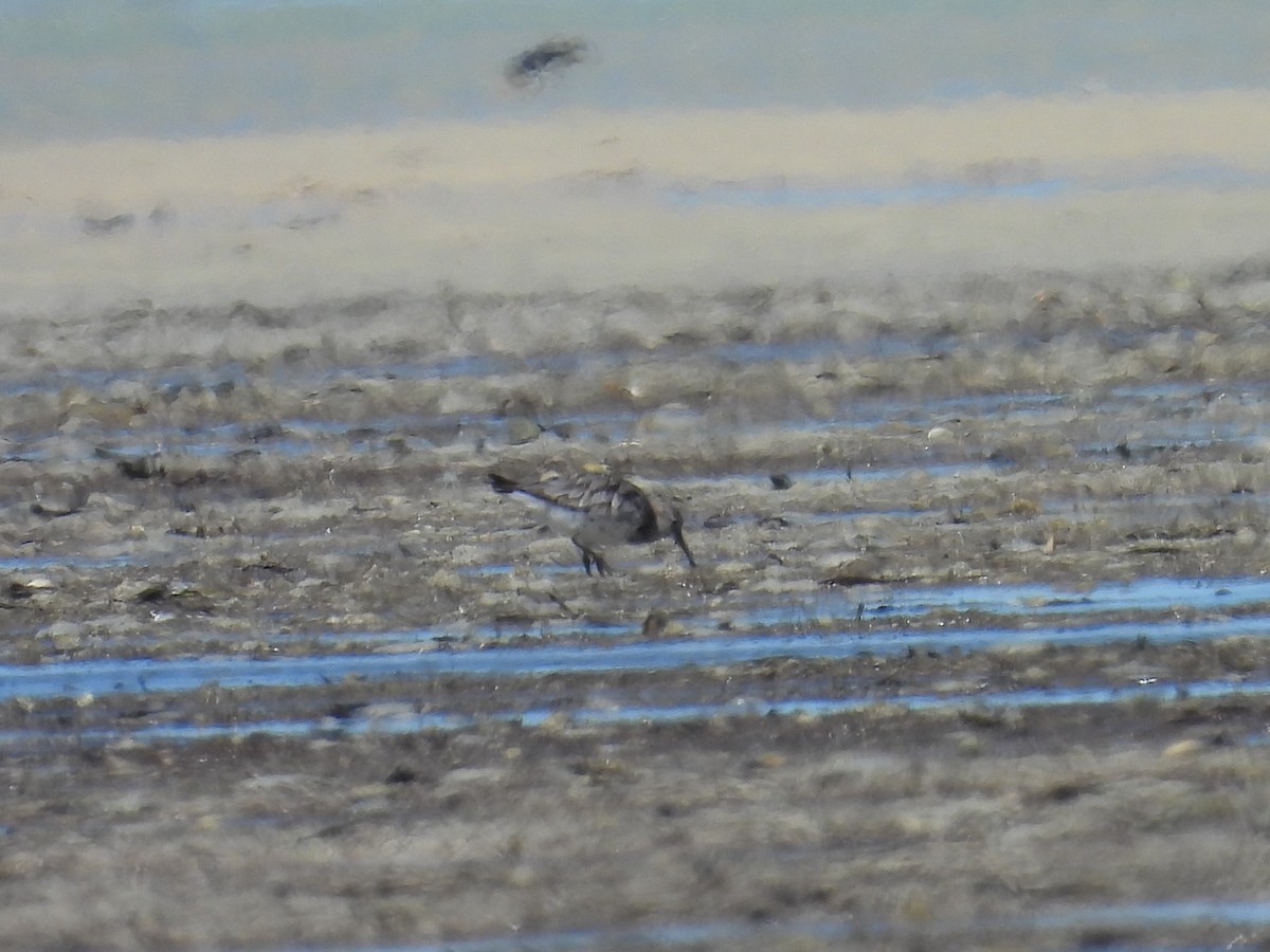 Great Knot - ML641857775