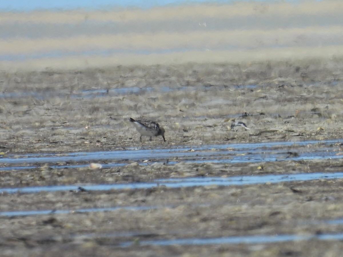 Great Knot - ML641857777