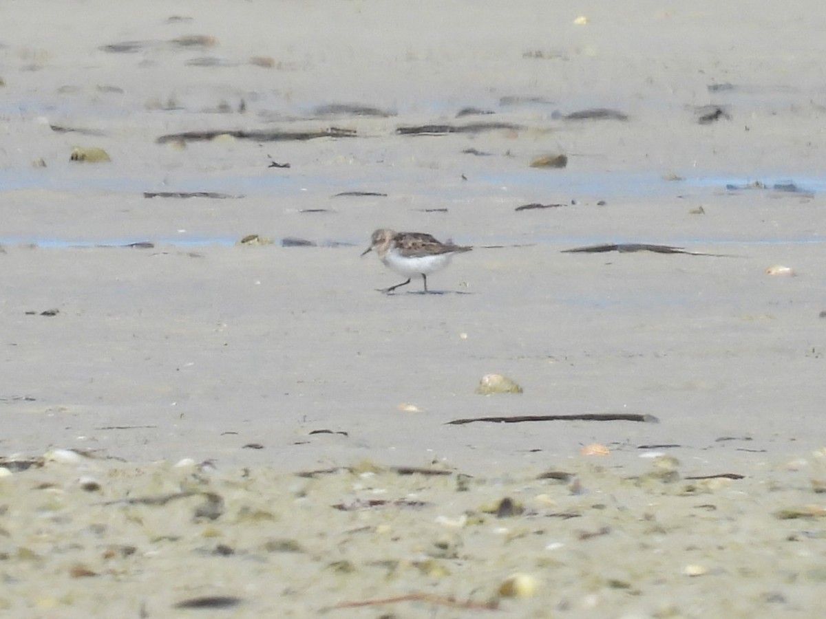 Red-necked Stint - ML641857790