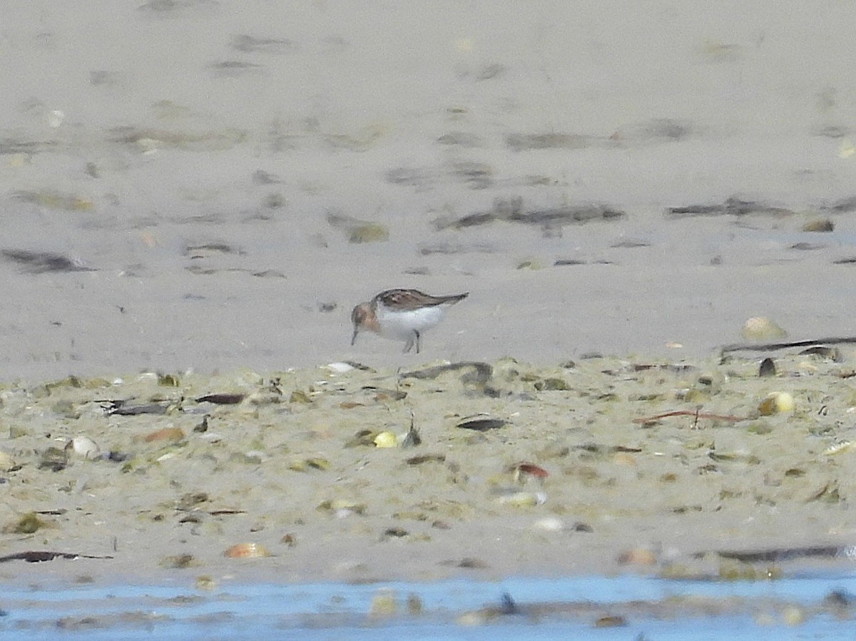 Red-necked Stint - ML641857791