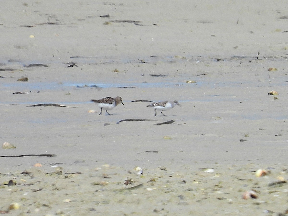 Red-necked Stint - ML641857792
