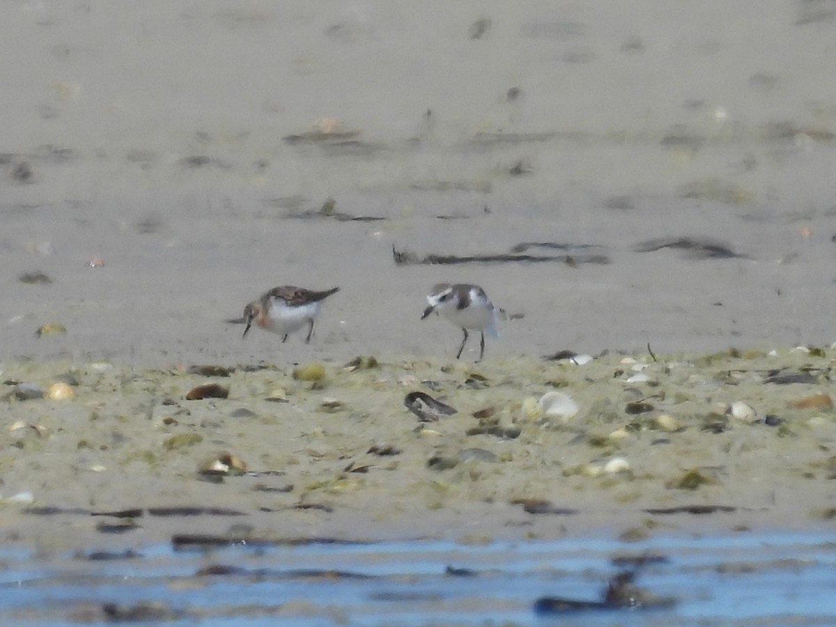 Red-necked Stint - ML641857793