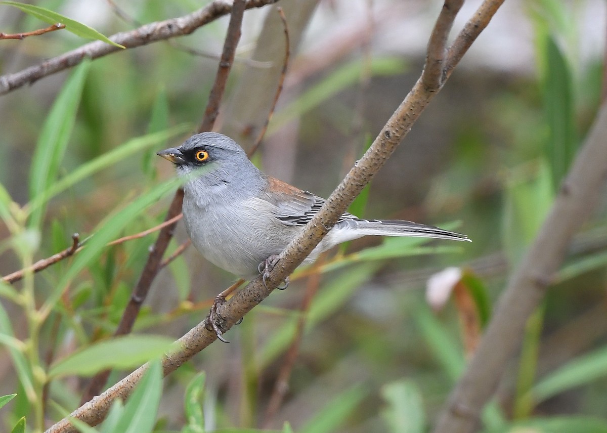 guløyejunko - ML641857799
