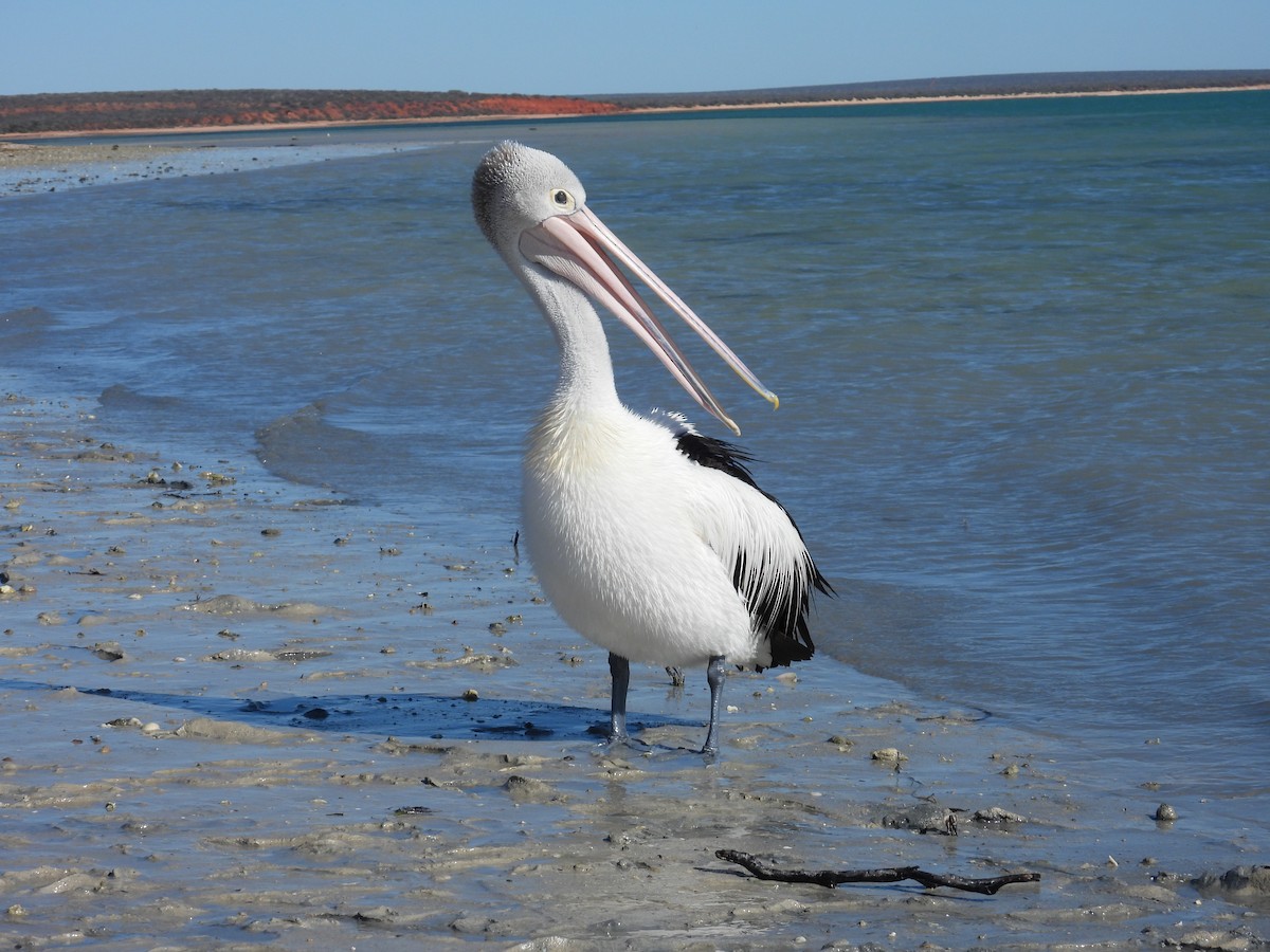 Australian Pelican - ML641857805