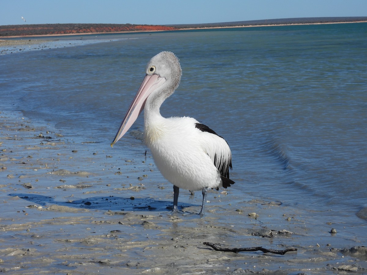 Australian Pelican - ML641857806