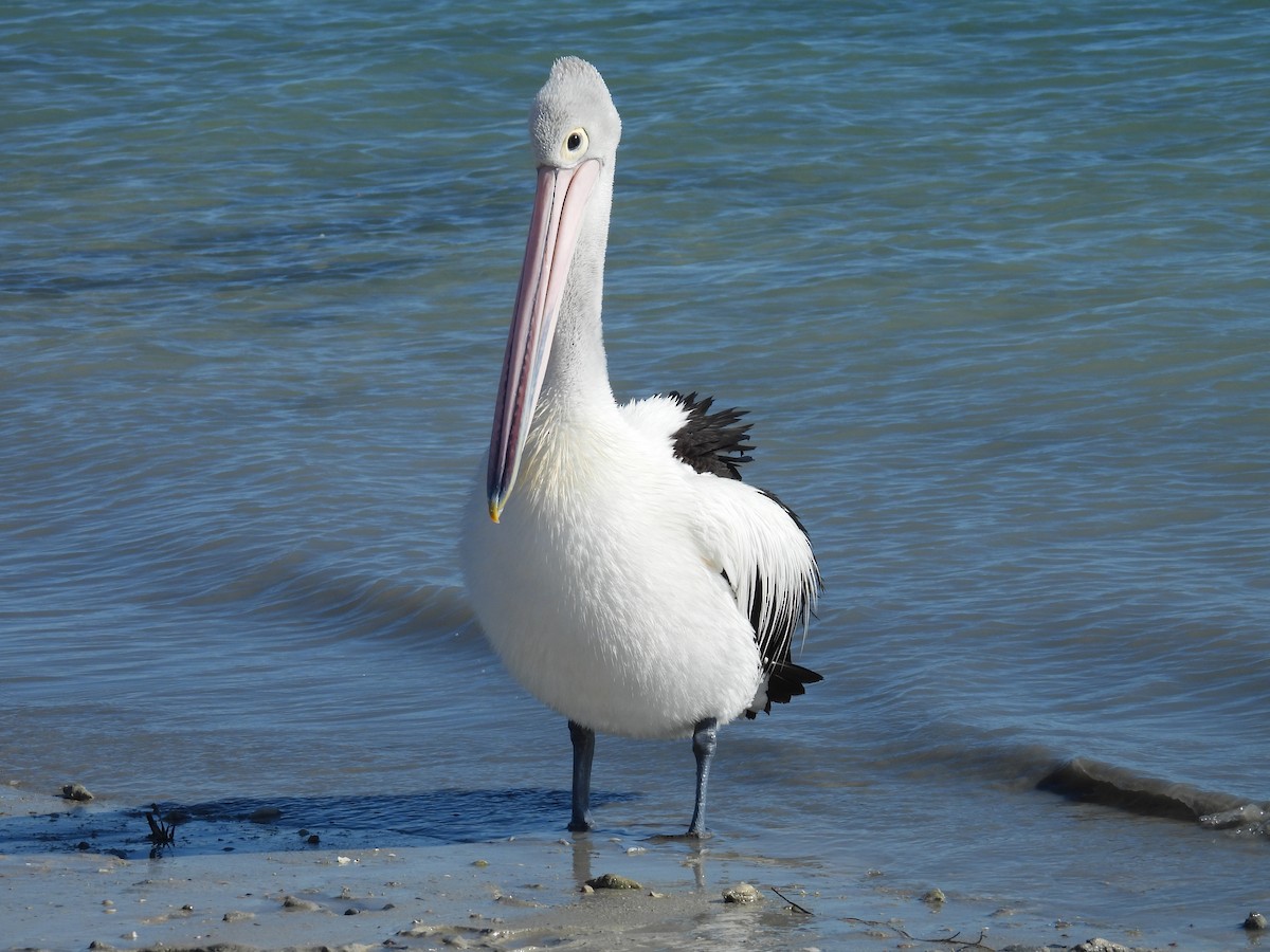 Australian Pelican - ML641857807