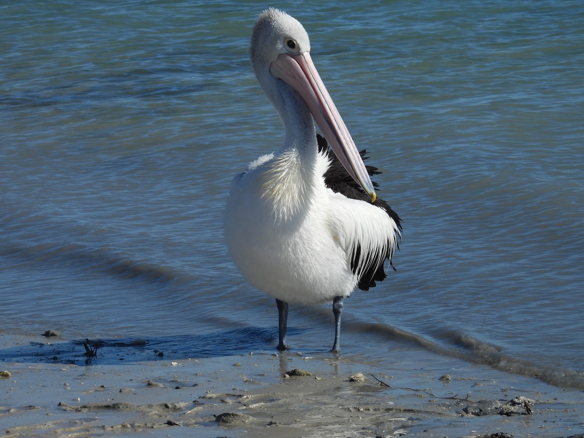 Australian Pelican - ML641857808
