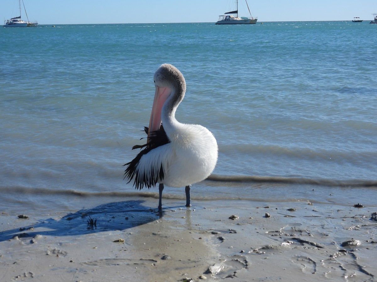 Australian Pelican - ML641857809