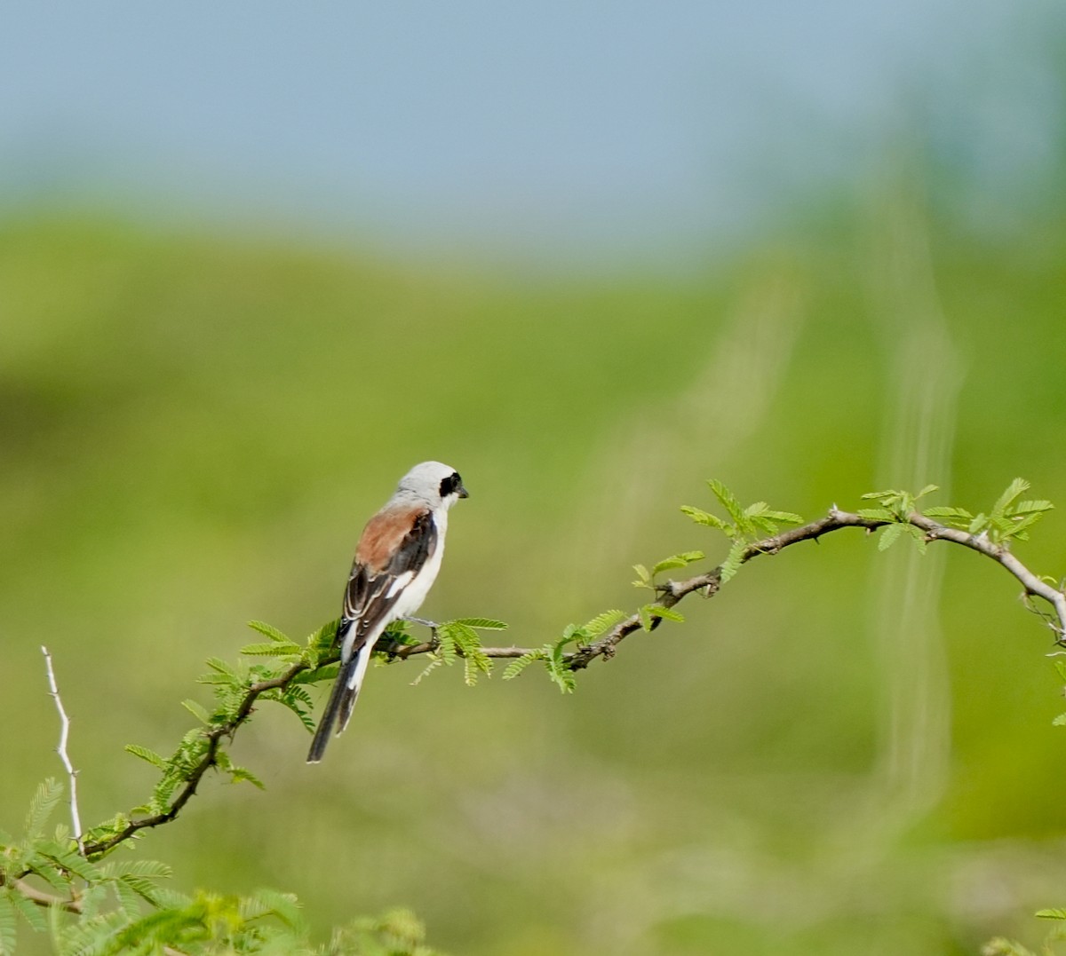 Bay-backed Shrike - ML641857818