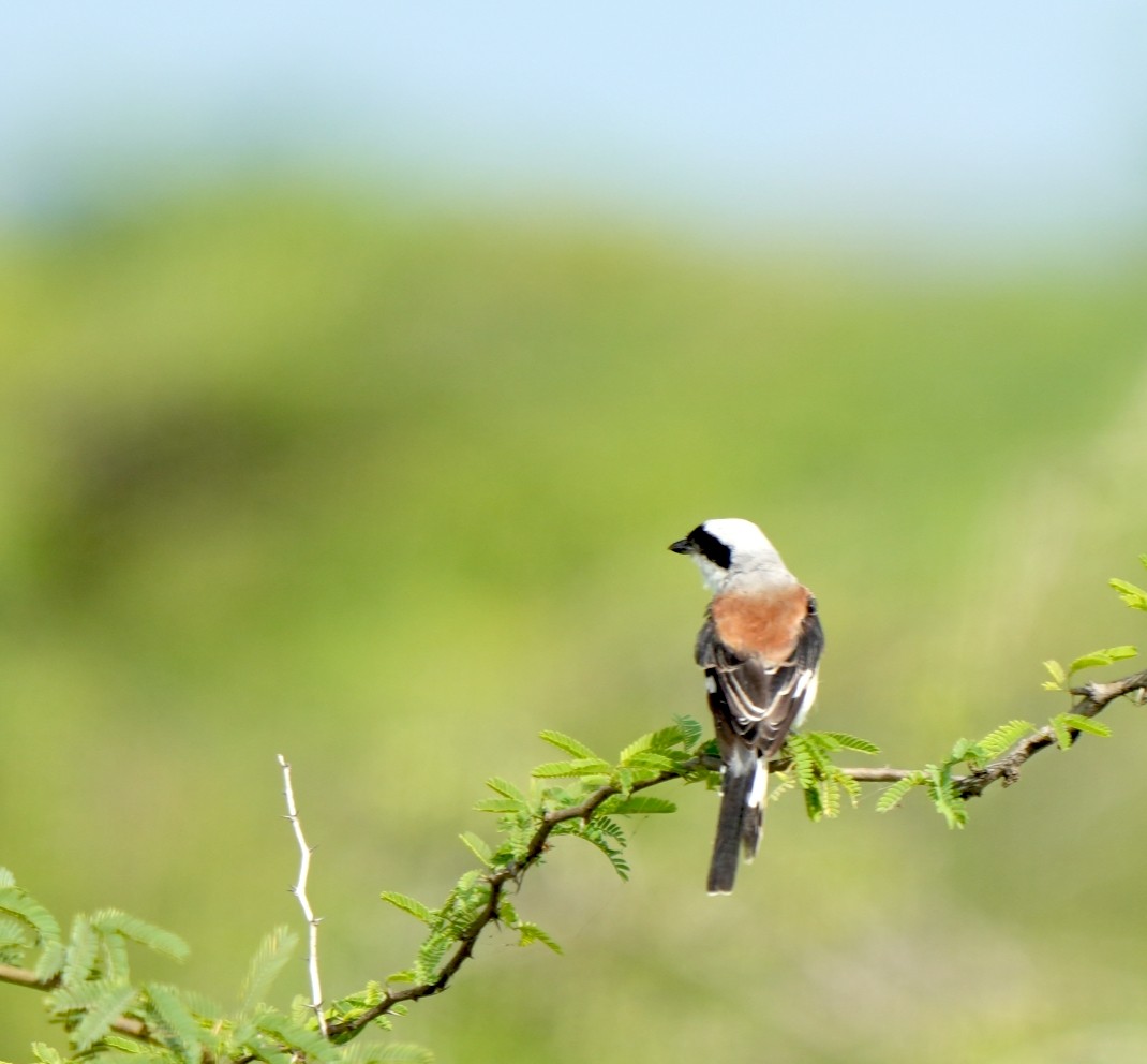 Bay-backed Shrike - ML641857819