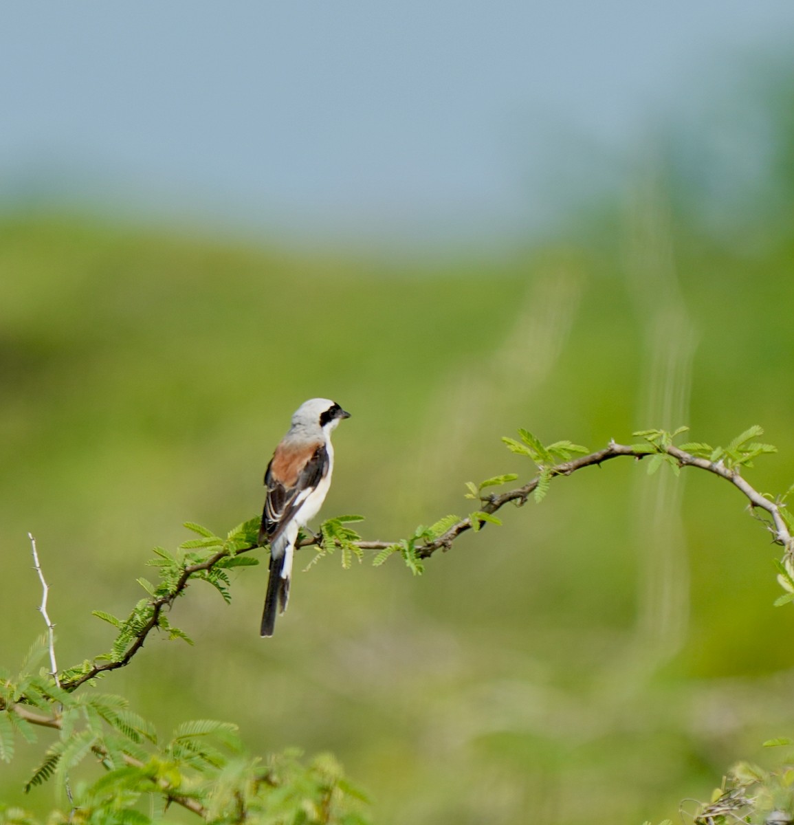 Bay-backed Shrike - ML641857820