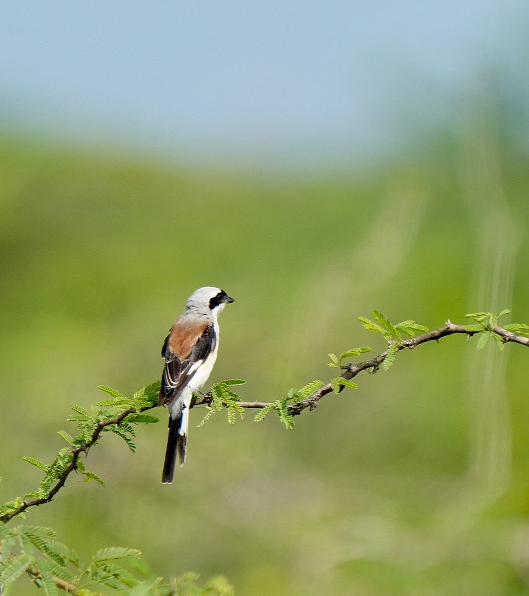Bay-backed Shrike - ML641857821